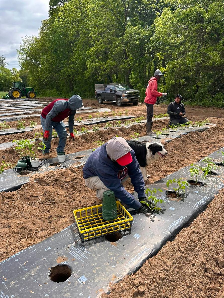 Tomato Planting