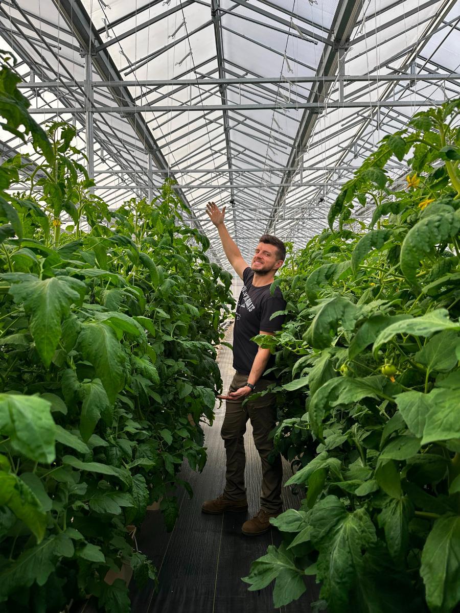 Greenhouse tomatoes taller than the grower!