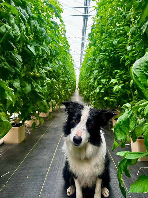 Farm Dog, Morri with the tomatoes