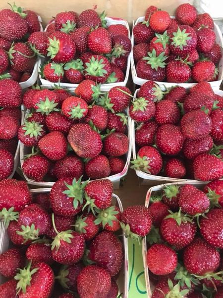 Strawberries in Quarts